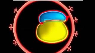 Development of GIT  Animation video  Embryology  Foregut  Midgut  Hindgut  Quick Revision [upl. by Mickelson917]