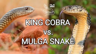 King cobra vs Mulga snake  Battle of the deadly snakes [upl. by Leugimsiul474]