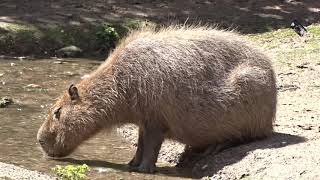 Le Capybara ou Cochon deau  Touroparc  Romanèche Thorins 71 [upl. by Assereht]