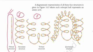 Biomolecules Part 5 Structure of Proteins  Primary Secondary amp Tertiary Structure  NCERT [upl. by Celio]