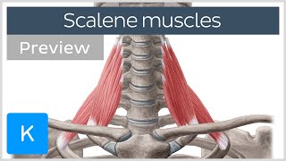 Scalene muscles origins insertions innervation and actions preview  Human Anatomy  Kenhub [upl. by Aidnis]