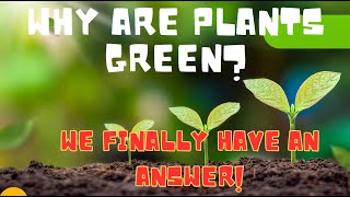 What makes plants green pt3 CR8TIVE EDUCATION IDEAS by Sparkstoflameseducation INSPIRE LEARNING [upl. by Blader322]