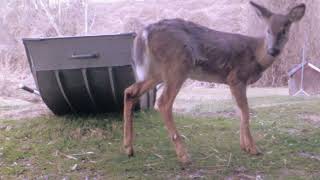 Limping Enervated White Tail Deer is OKAY Four Katonah Critters [upl. by Jared]