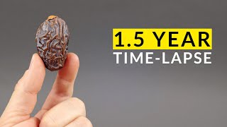 DATE PALM Timelapse  15 YEARS [upl. by Wyn50]