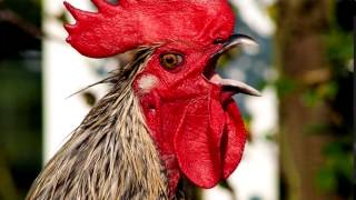 Rooster Sound  Free Ringtone Downloads [upl. by Atteve]