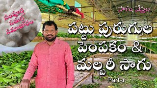 Sericulture  పట్టు పురుగుల పెంపకం  మల్బరీ సాగు  Silkworm Rearing amp Mulberry Cultivation [upl. by Eugine]