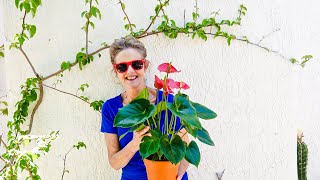 ANTHURIUM CARE A BEAUTIFUL BLOOMING INDOOR PLANT JOY US GARDEN [upl. by Phail]