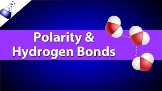 Polar Bonds and Hydrogen Bonds [upl. by Schroder]