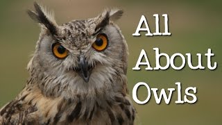 All About Owls for Kids Backyard Bird Series  FreeSchool [upl. by Rosane]