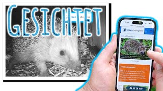 Aufruf zur MitmachAktion mit Wildkamera 💥 NABU Naturgucker 🦔 Endlich IgelBabys Ende September 😳🥰🤗 [upl. by Aicilana]