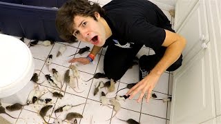 PUTTING 200 RATS IN MY FRIENDS HOUSE FREAKOUT [upl. by Ponzo]