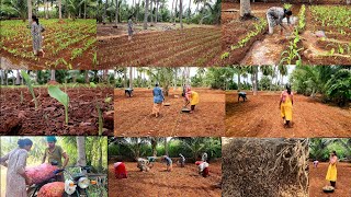 மஞ்சள் தோட்டத்த பாத்து பொண்ணு தந்தாங்க🪴 ஆன இப்ப பாருங்கTurmeric farmingmanjal cultivation🌱🌿 [upl. by Pirzada]