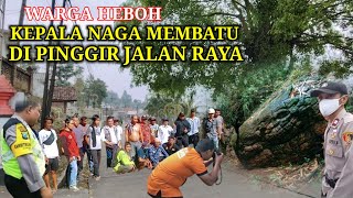 Heboh  Kepala Naga Membatu Dipinggir Jalan Raya Pegunungan Jawa Timur [upl. by Goran]