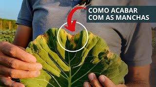 O que é Xanthomonas Como Acabar com Ela Repolho Couve e Brássicas [upl. by Leiso]