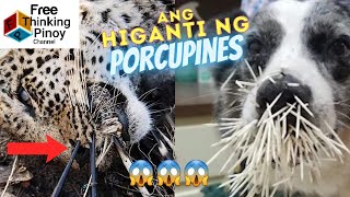 ASO KINAWAWA NG PORCUPINE  Spiked by Porcupine Quill  Leopard Lion Snake vs Porcupine [upl. by Barling]