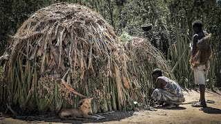 Hadzabe Hut Building  Amazing Traditional House from Natural Materials [upl. by Body592]