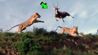 10 BATALLAS DE ANIMALES SALVAJES CAPTADAS EN CAMARA  Super Ataque Felino  LEY DEL MAS FUERTE [upl. by Alonso887]