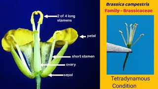 Brassica campestris  Dissection of Mustard flower  Family Cruciferae  Family Brassicaceae [upl. by Alfons726]