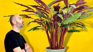 My Secret To Growing This MASSIVE Calathea [upl. by Colvert]