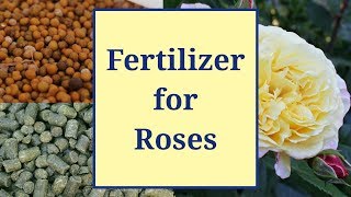 Fertilizer for Roses [upl. by Yetac607]