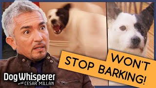 Pup Whos Been Barking for 6 Years  Full Episode  S9 Ep3  Dog Whisperer With Cesar Millan [upl. by Regnig]