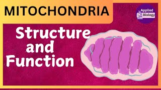 Mitochondria Structure and Function Cell Organelles  Function of Mitochondria class 9 and 11 [upl. by Eiramrebma]