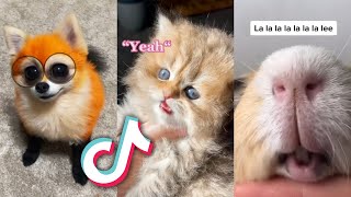 The CUTEST TikTok ANIMALS that will MAKE YOUR DAY [upl. by Arodoeht]