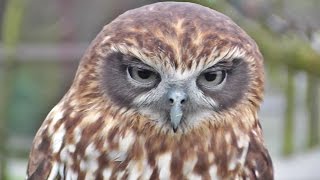 Morepork or Southern Boobook Owl at Screech Owl Sanctury [upl. by Anwahsak]