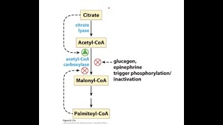 Fatty acid oxidation is tightly regulated [upl. by Rees]