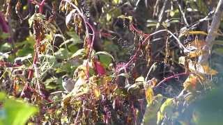 Tree Sparrows Feed on Inkberry スズメの群れがヨウシュヤマゴボウの実を採食？ [upl. by Anotal]