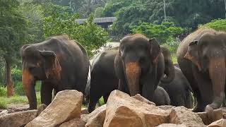 Beautiful Elephant In  Pinnawala Elephant Orphanage [upl. by Etteval]