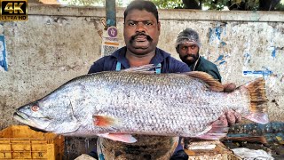 KASIMEDU 🔥 SPEED SELVAM  BARRAMUNDI FISH CUTTING VIDEO  IN KASIMEDU  4K VIDEO  CS FISH CUTTING [upl. by Skurnik]