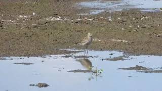 American golden plover at Muirhead springs 3 [upl. by Lynnette]