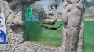 A swiming marine otters [upl. by Soule]