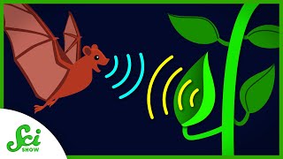 This Plant Attracts Bats With a Satellite Dish [upl. by Idnir]