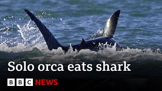 Killer whale hunts and eats great white shark  BBC News [upl. by Brinna643]