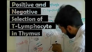 Lecture 04 Positive and Negative Selection of T Lymphocytes in Thymus Detailed Lecture UrduHindi [upl. by Lissi]