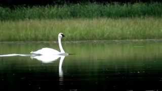 Trumputer Swan Taking Off [upl. by Airret]