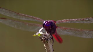 How Do Dragonflies See the World  Animal Super Senses  BBC Earth [upl. by Giana]