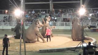 Shriners Circus  Elephants 2 [upl. by Imaon476]