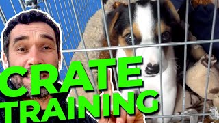 Crate Training Your Puppy  Doggy Dans Ultimate Guide [upl. by Amoeji]