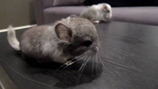 Baby Tabletop Chinchillas [upl. by Itsuj]