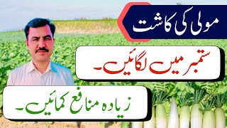 Cultivation of Radish مولی کی کاشت [upl. by Akeemahs702]