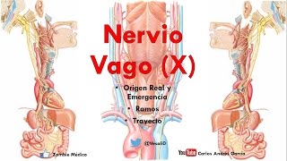 Anatomía  Nervio Vago Origen Real Aparente Trayecto Ramos Colaterales [upl. by Ysnap]