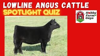 Lowline Angus Cattle Spotlight Quiz [upl. by Eggleston692]