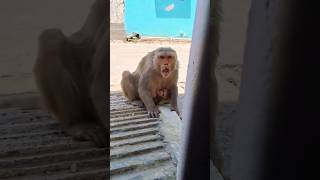 bandar  monkey  bandar ka hamla  monkey attack  angry monky  gusse wala bandar [upl. by Premer]