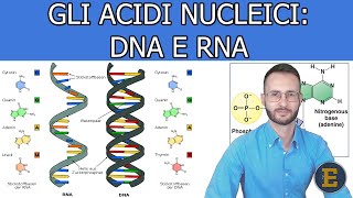 005 Gli acidi nucleici DNA e RNA livello base [upl. by Ot387]