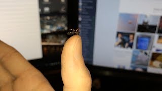 Ladybug flying away in slow motion [upl. by Akiwak]