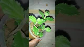 Hygrophila difformis ikplants aquarium plant [upl. by Ahsias]