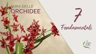 ORCHIDEE come curarle  i 7 fondamentali [upl. by Adnorrahs]